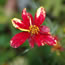 Coreopsis verticillata Route 66